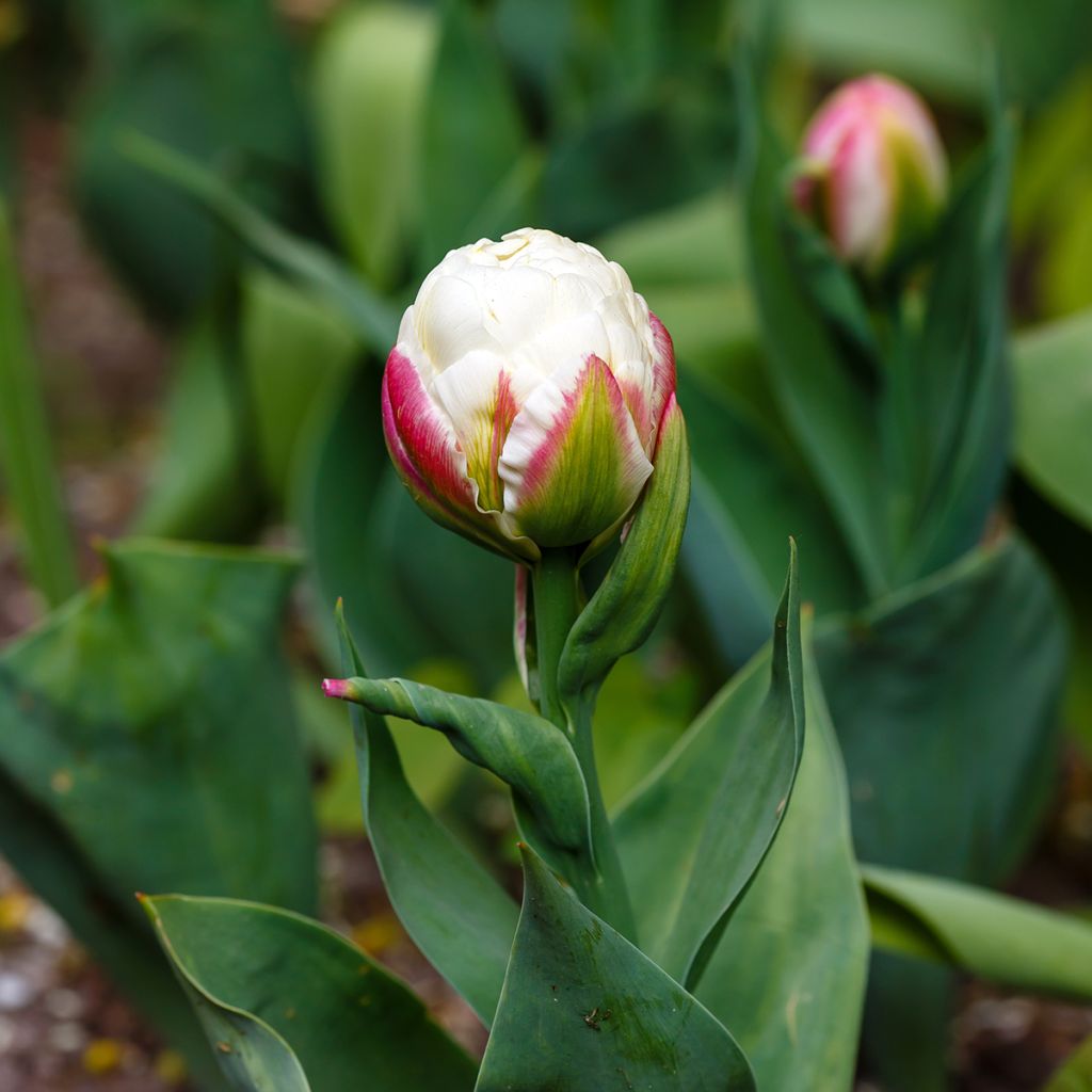 Tulipán doble de flor tardía Ice Cream