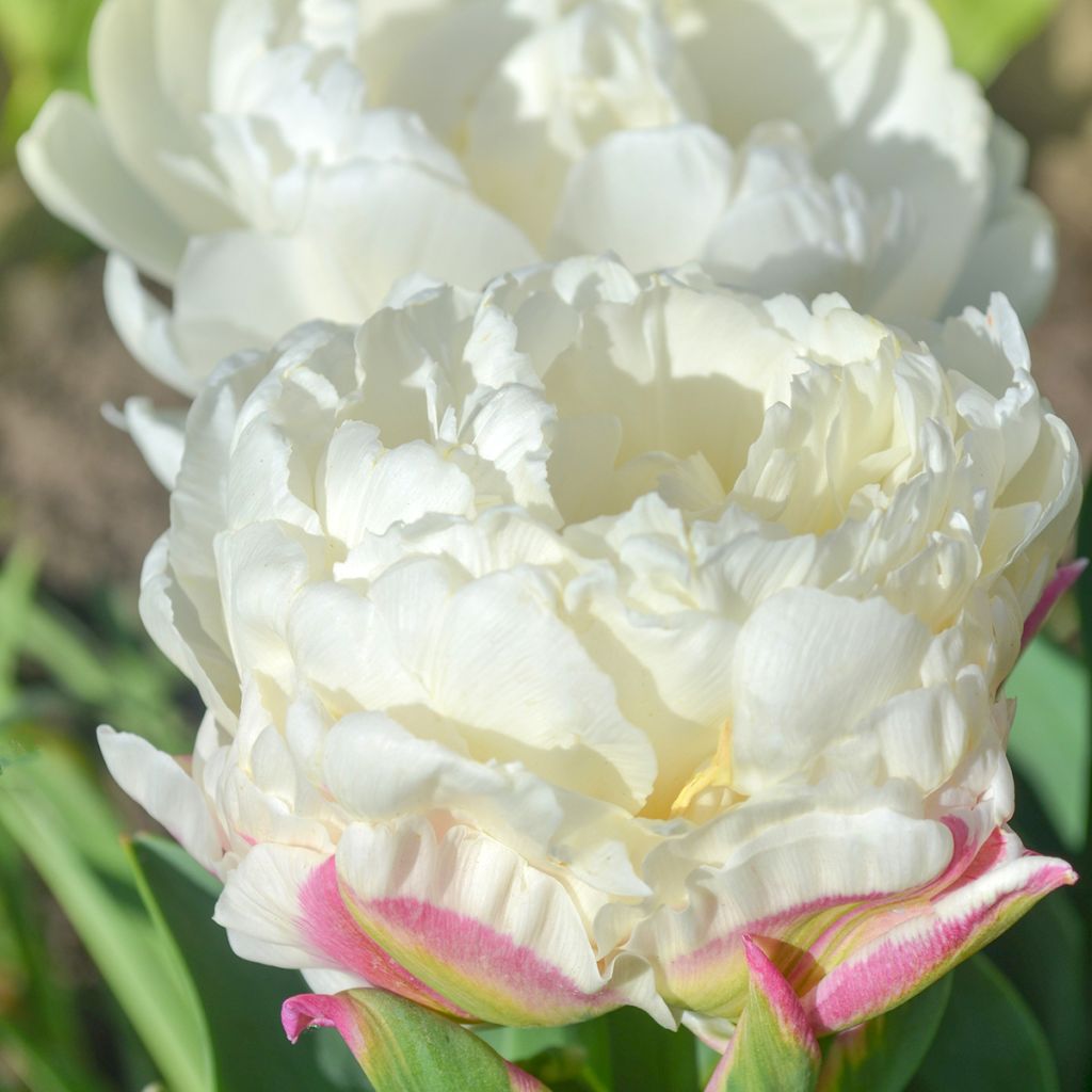 Tulipán doble de flor tardía Ice Cream