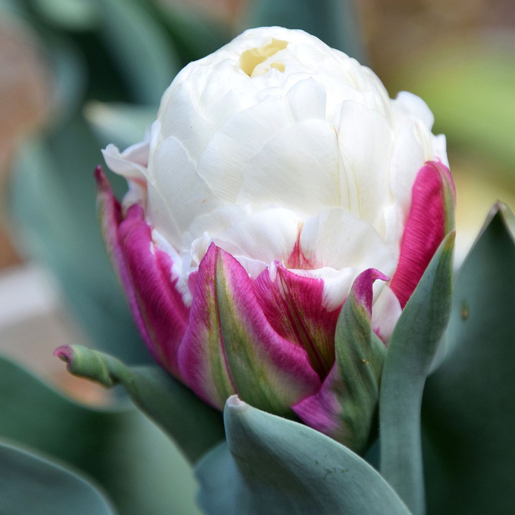 Tulipán doble de flor tardía Ice Cream