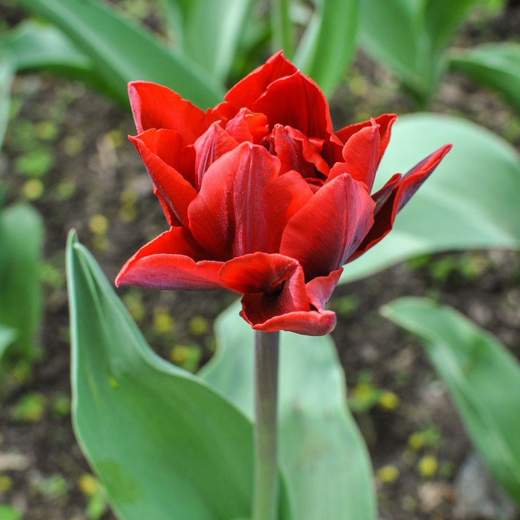 Tulipán doble de flor tardía Red Princess