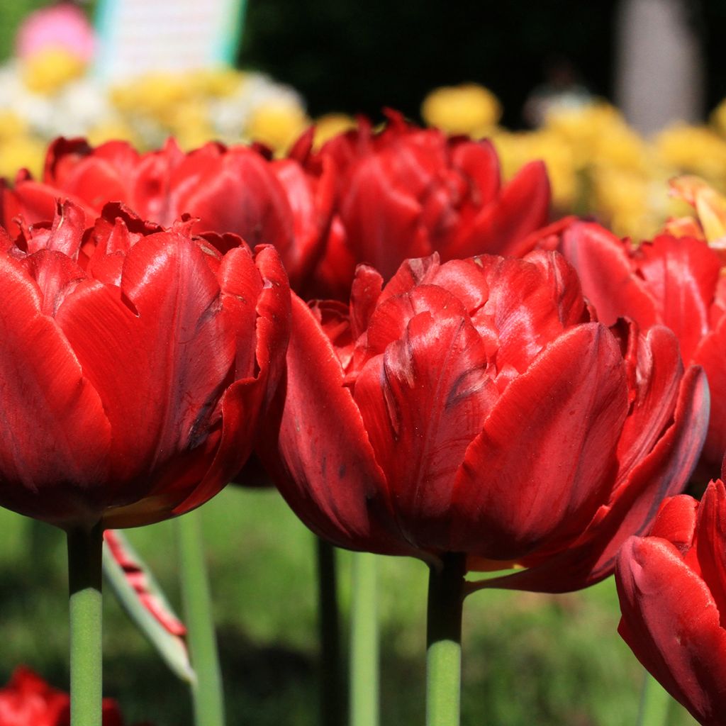 Tulipán doble de flor tardía Red Princess