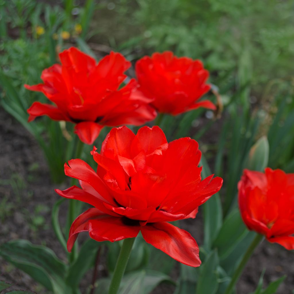 Tulipán doble de flor tardía Red Princess