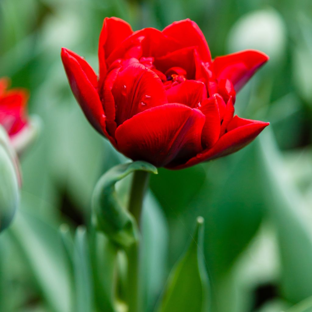 Tulipán doble de flor tardía Red Princess