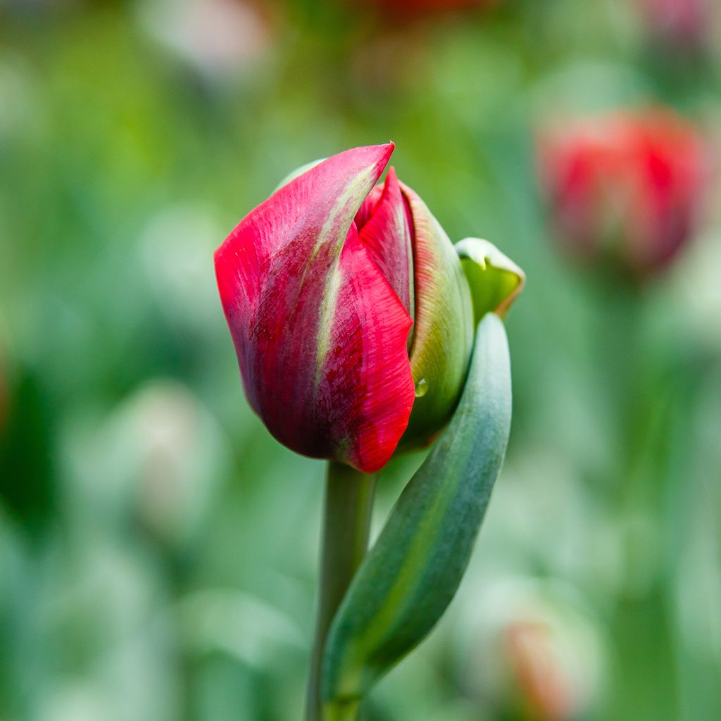 Tulipán doble de flor tardía Red Princess