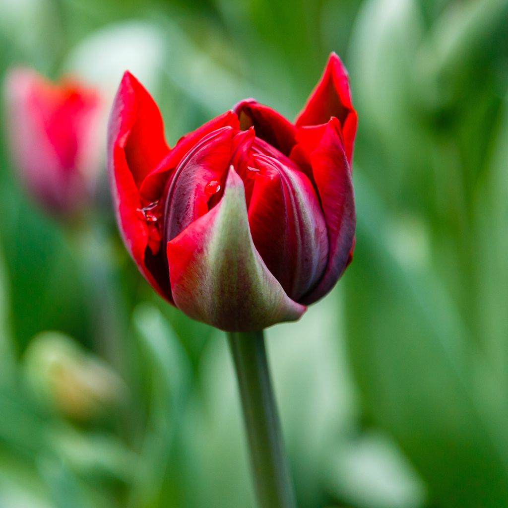 Tulipán doble de flor tardía Red Princess