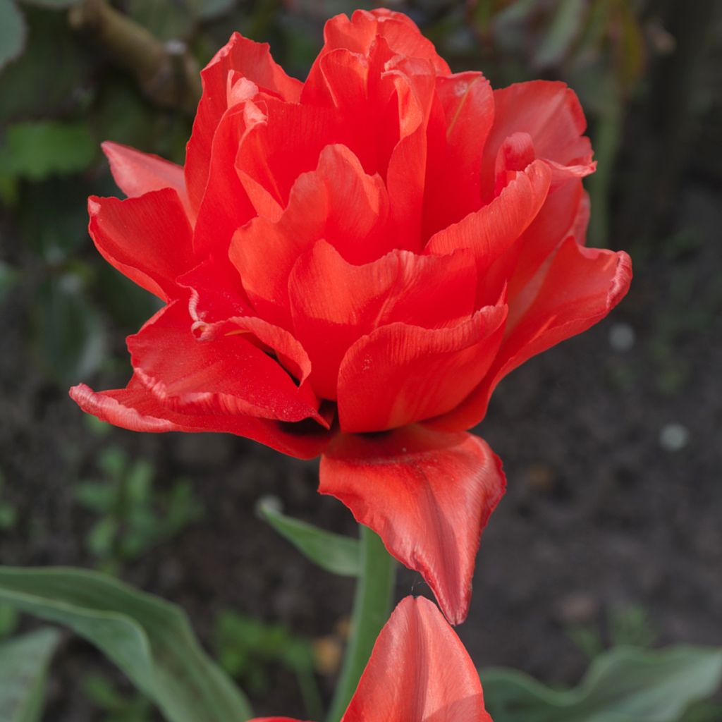 Tulipán doble de flor tardía Red Princess