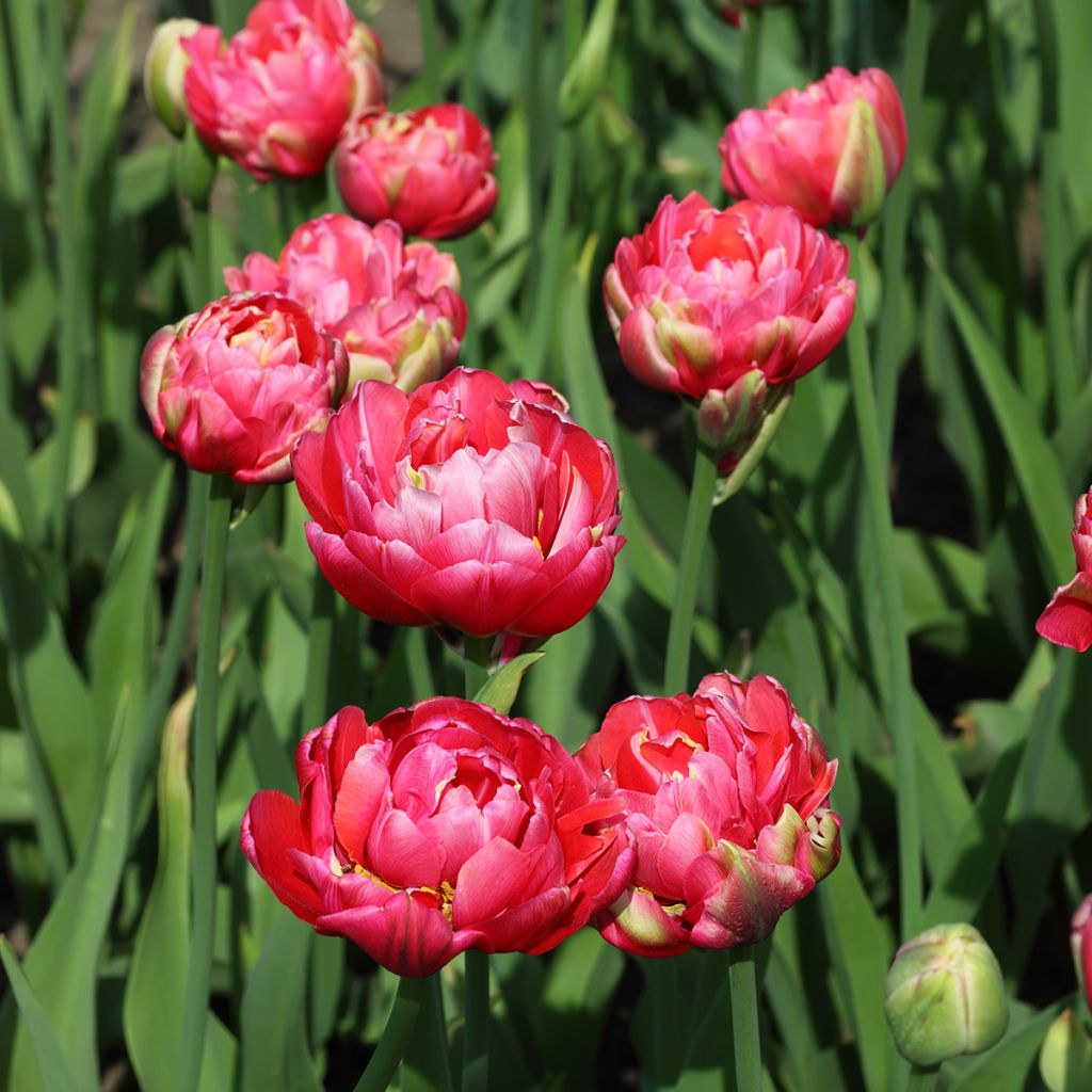 Tulipán doble de flor tardía Renown Unique