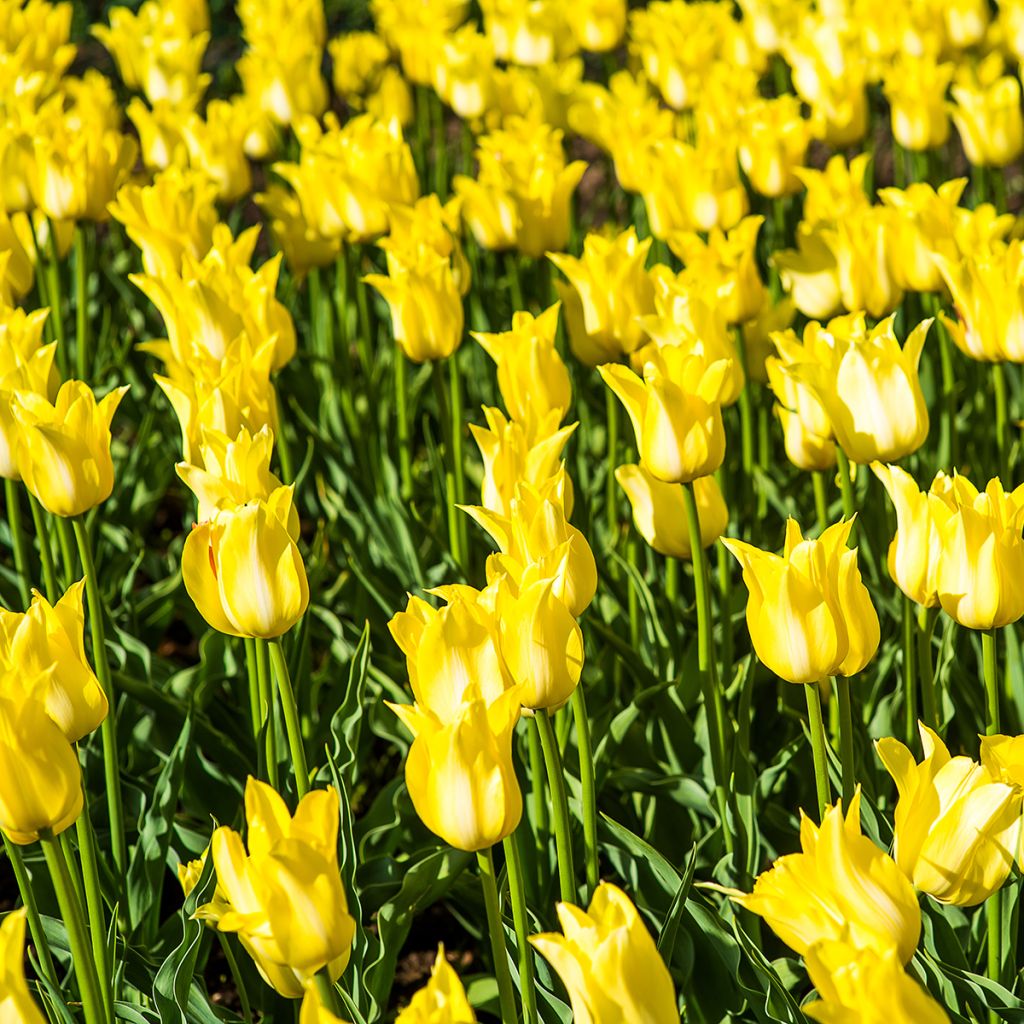 Tulipán flor de lis Ballade Gold