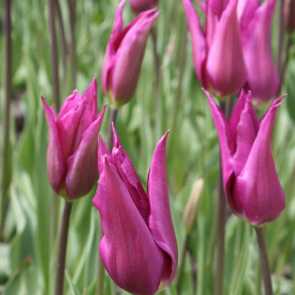 Tulipe Fleur de Lis Burgundy