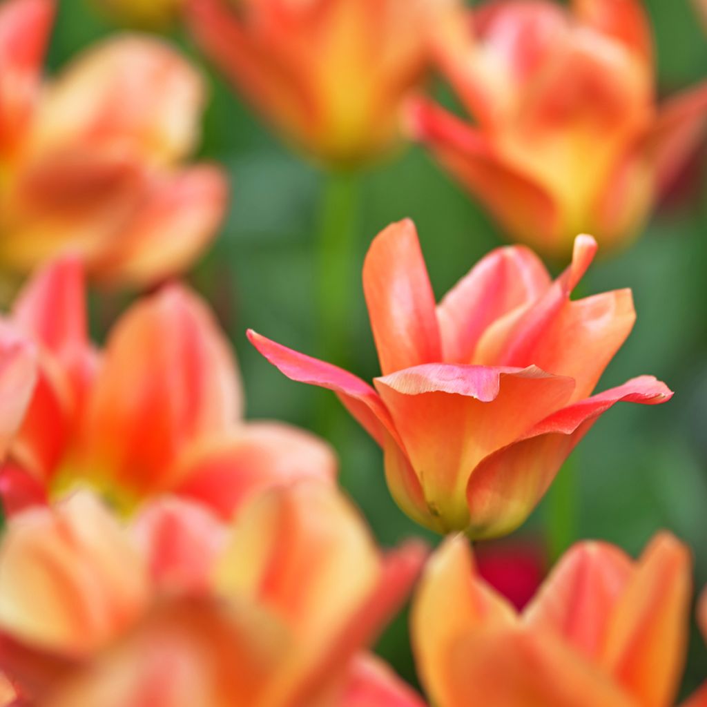 Tulipán Fosteriana Apricot Emperor