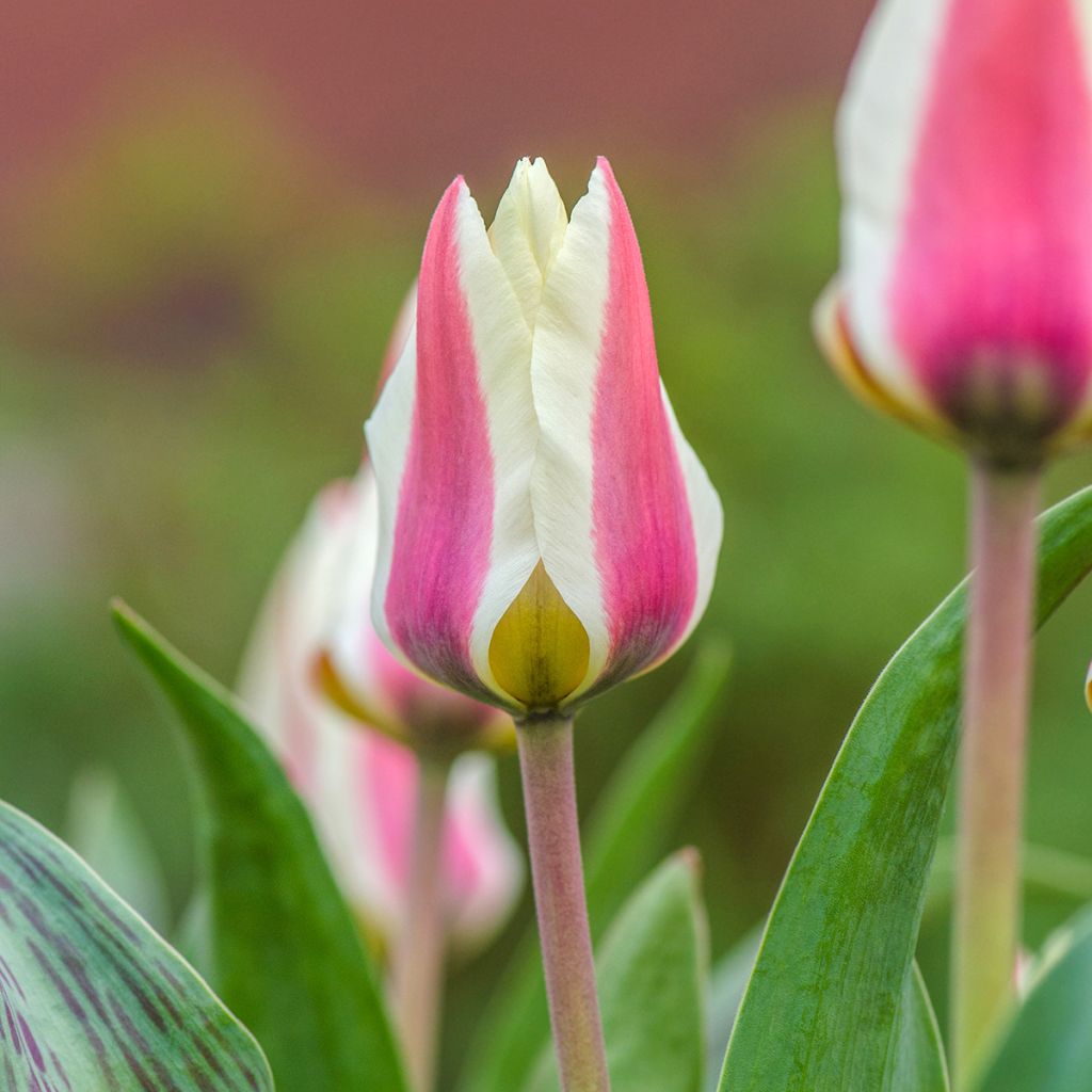 Tulipán Fosteriana Border Legend