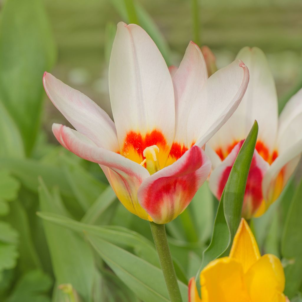 Tulipán Fosteriana Border Legend