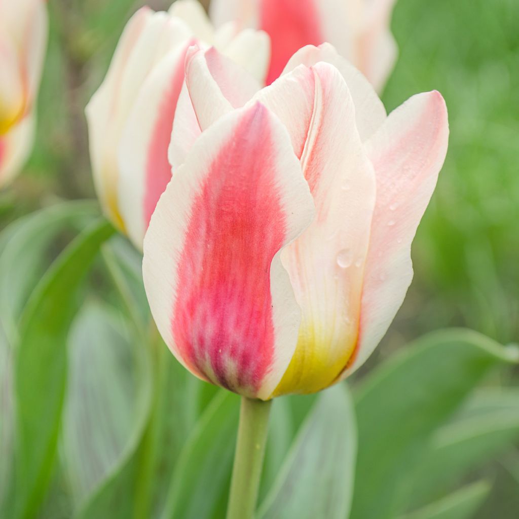 Tulipán Fosteriana Border Legend