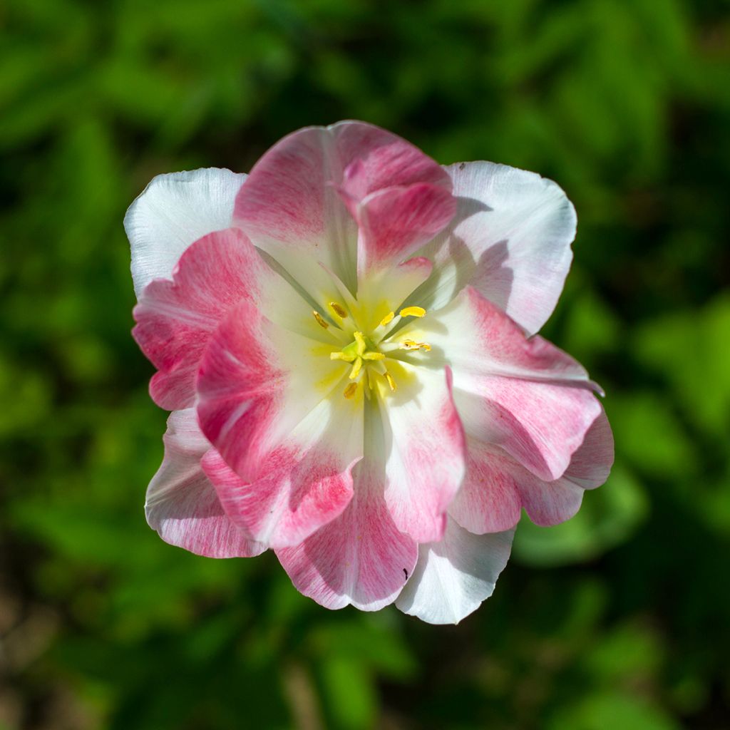 Tulipán Fosteriana Flaming Purissima