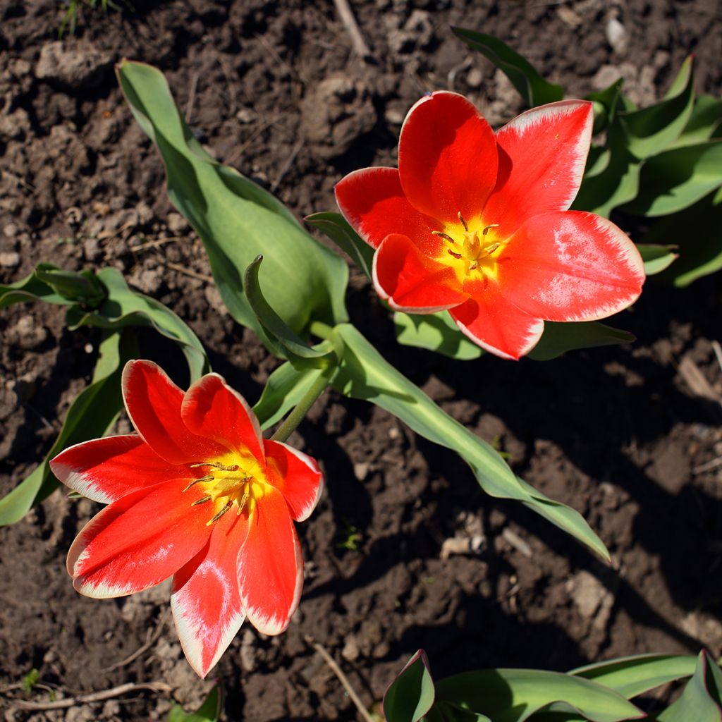 Tulipán Fosteriana Pirand