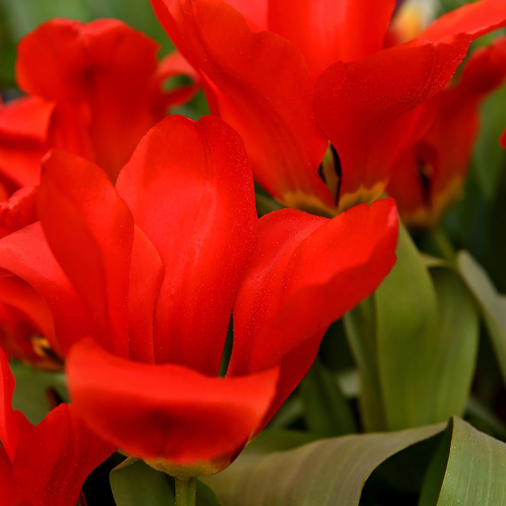 Tulipán Fosteriana Red Emperor