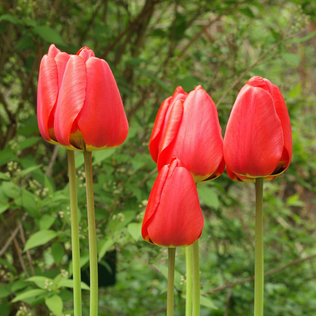 Tulipán Fosteriana Red Emperor