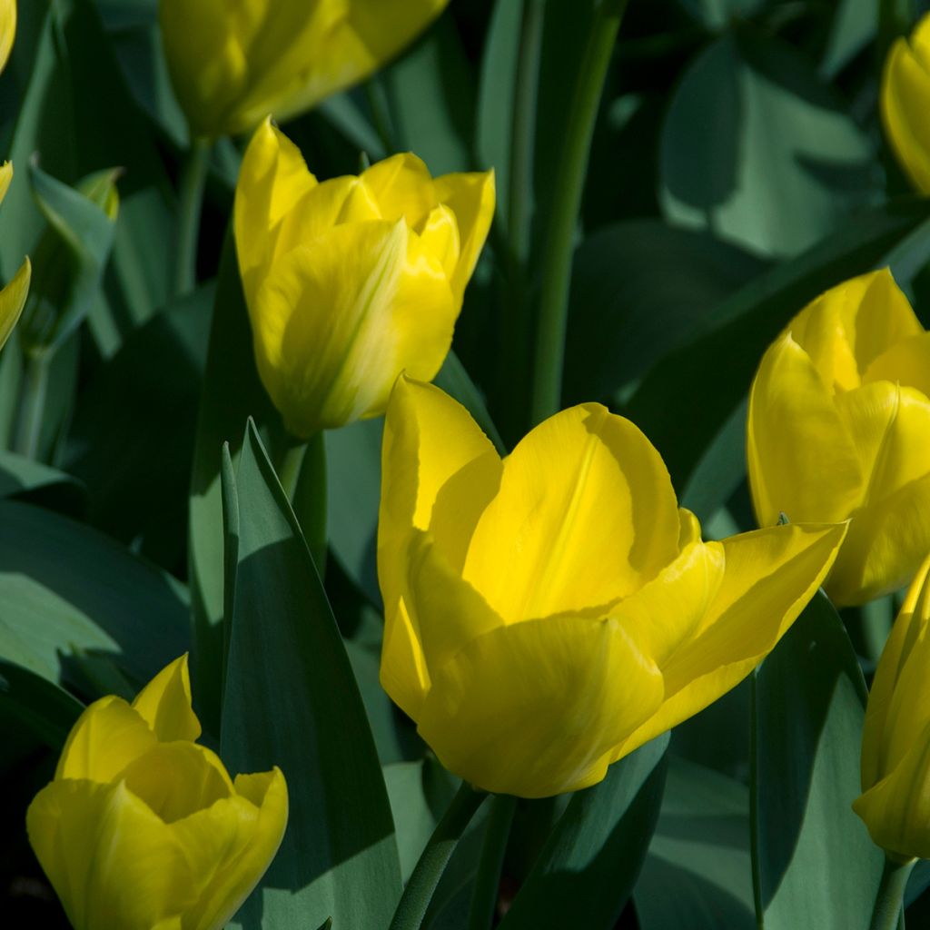 Tulipán Fosteriana Yellow Purissima