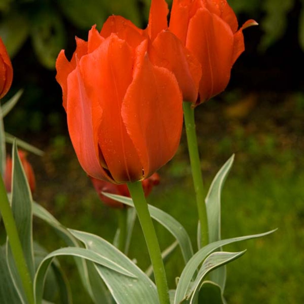 Tulipe Gregii Rob Verlinden