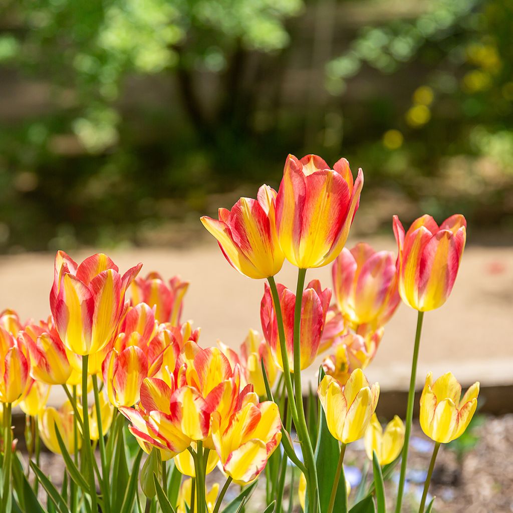 Tulipán multiflor Antoinette