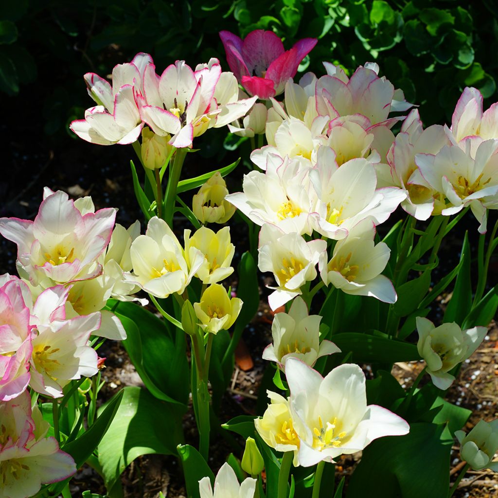 Tulipán multiflor Candy Club