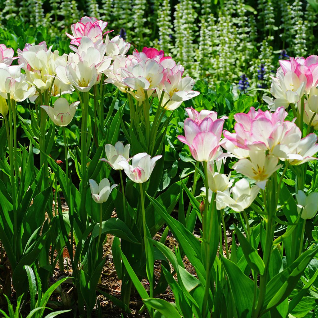 Tulipán multiflor Candy Club