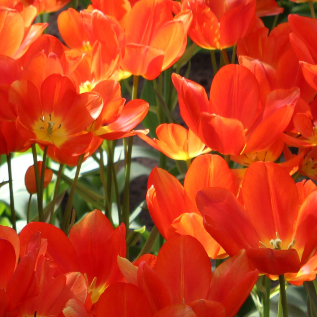 Tulipe pluriflore Orange bouquet