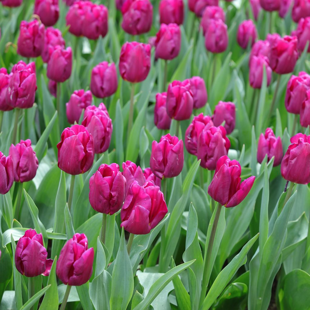 Tulipe pluriflore Purple Elegance