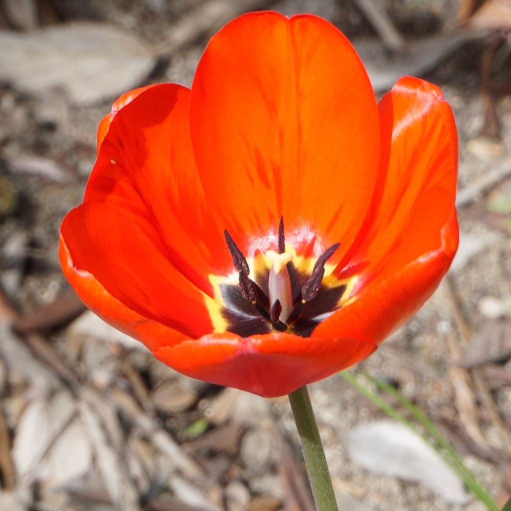 Tulipán multiflor Red Georgette