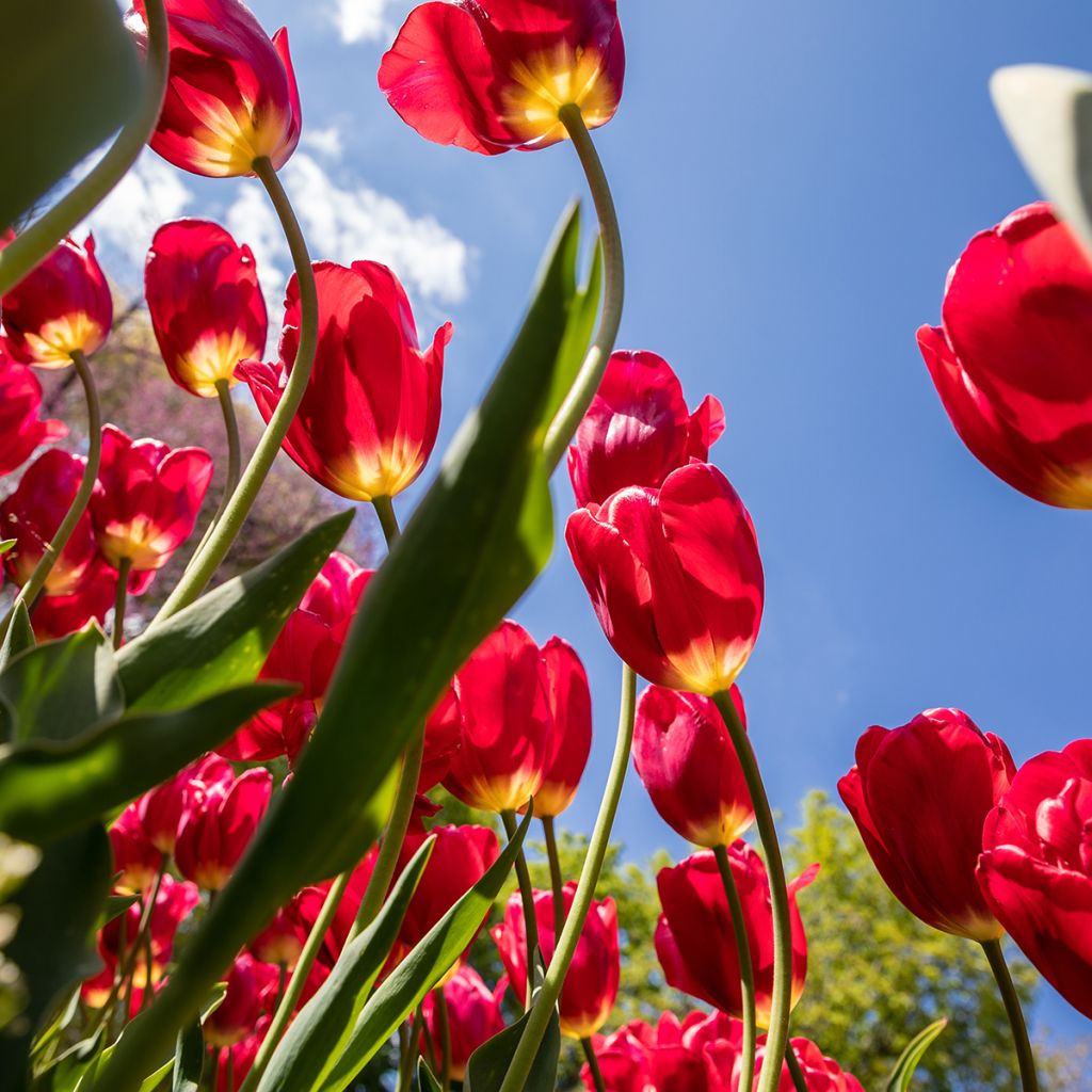 Tulipán multiflor Red Georgette