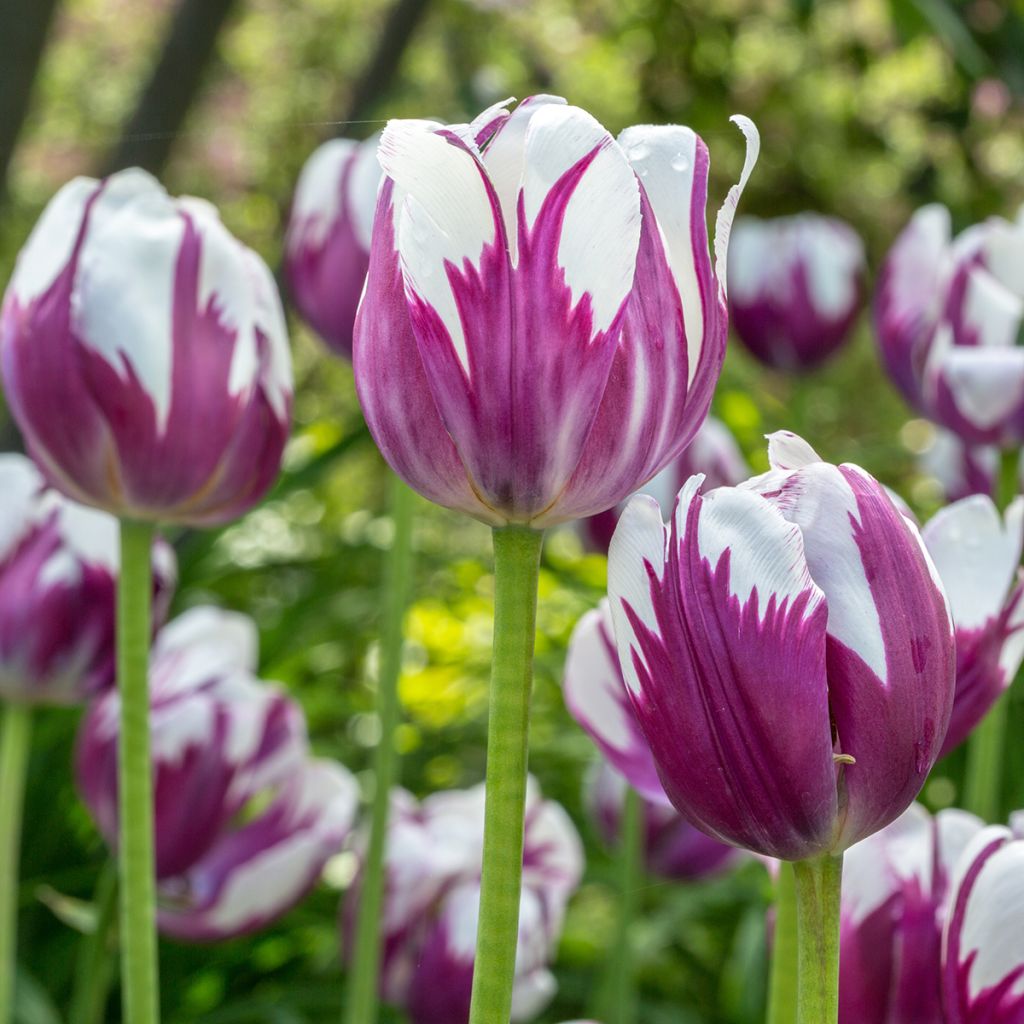 Tulipán simple de flor temprana Flaming Prince