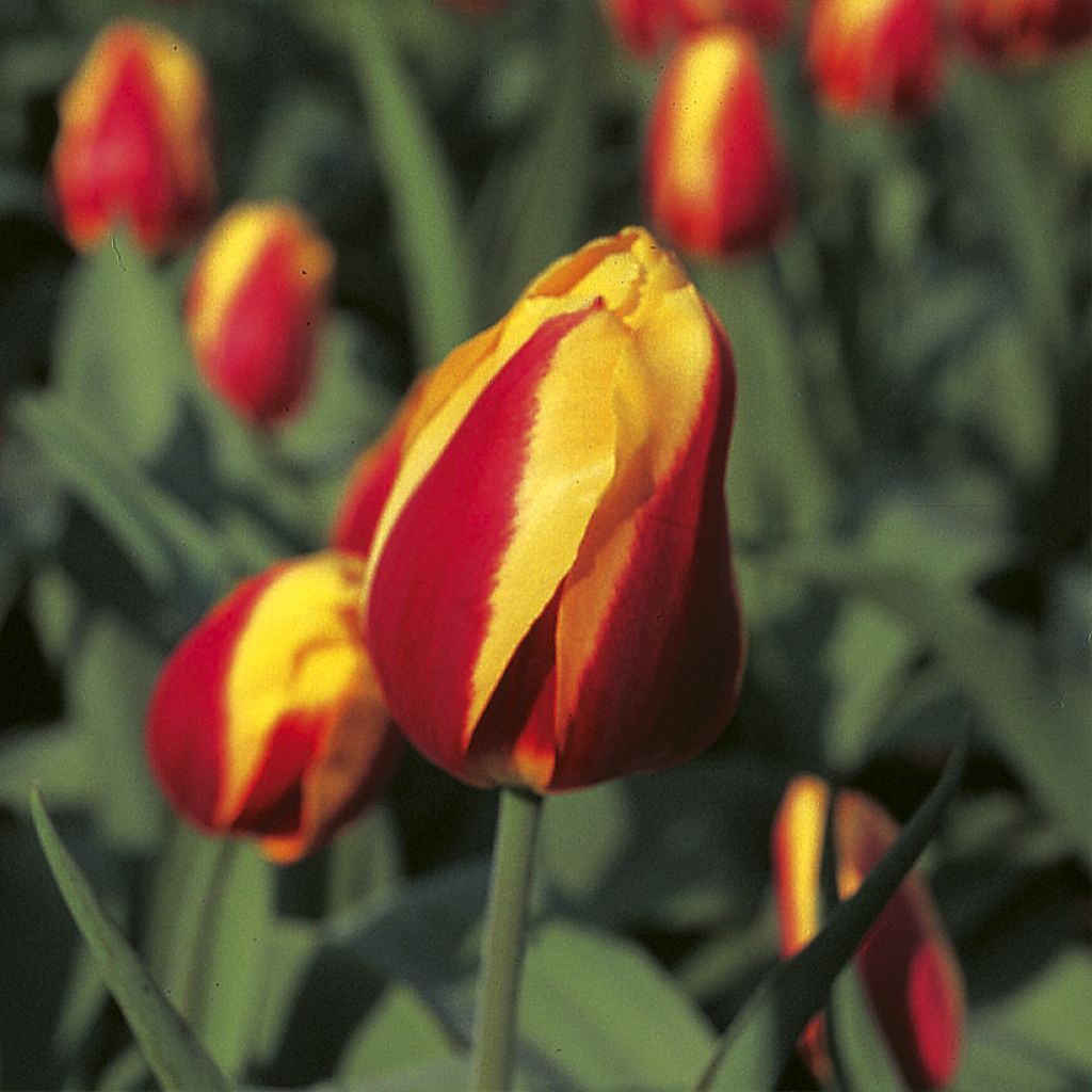 Tulipán simple de flor temprana Keizerskroon