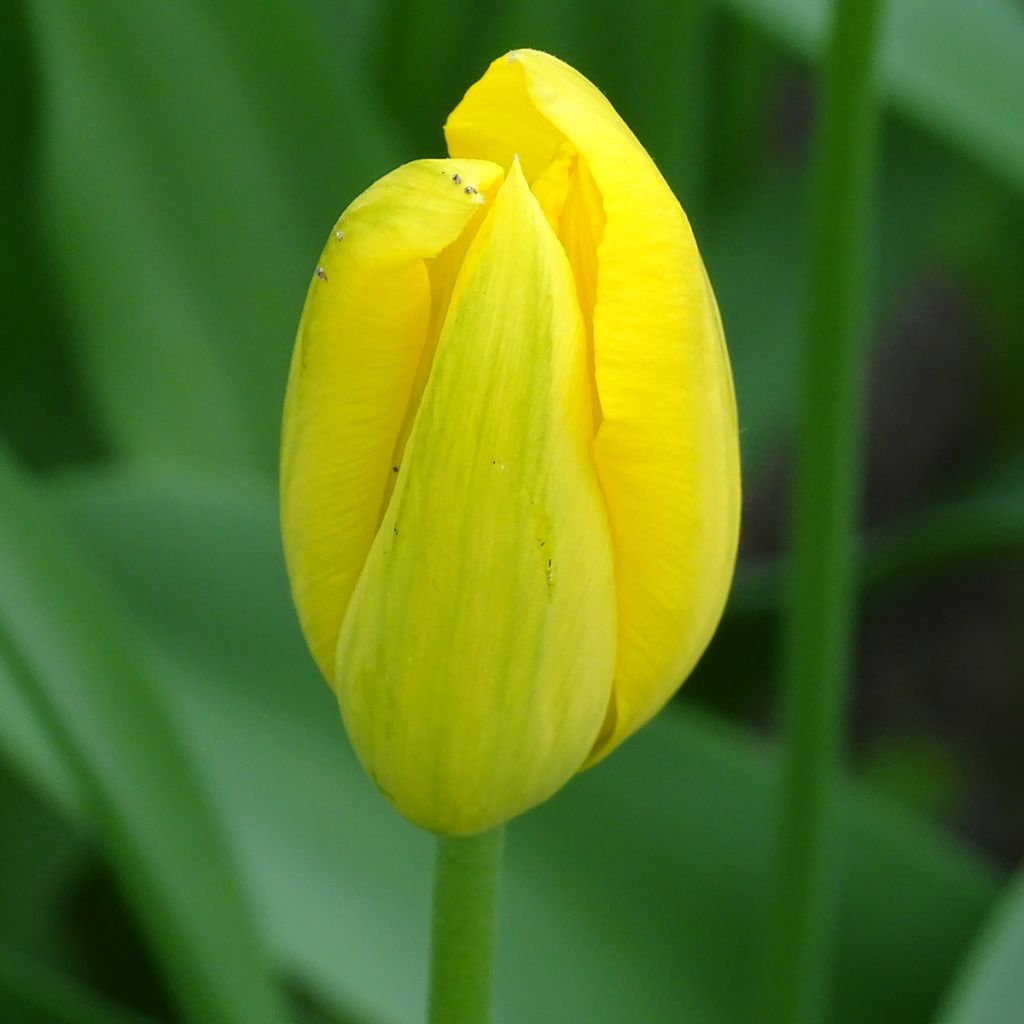 Tulipán simple de flor tardía Big Smile