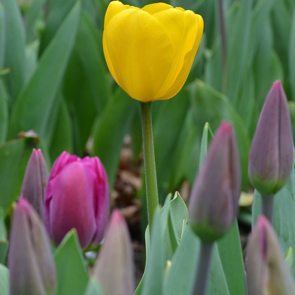 Tulipán simple de flor tardía Big Smile