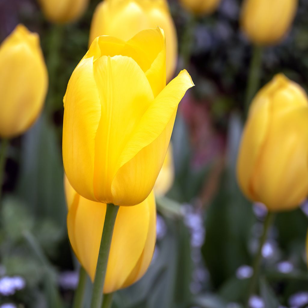 Tulipán simple de flor tardía Big Smile