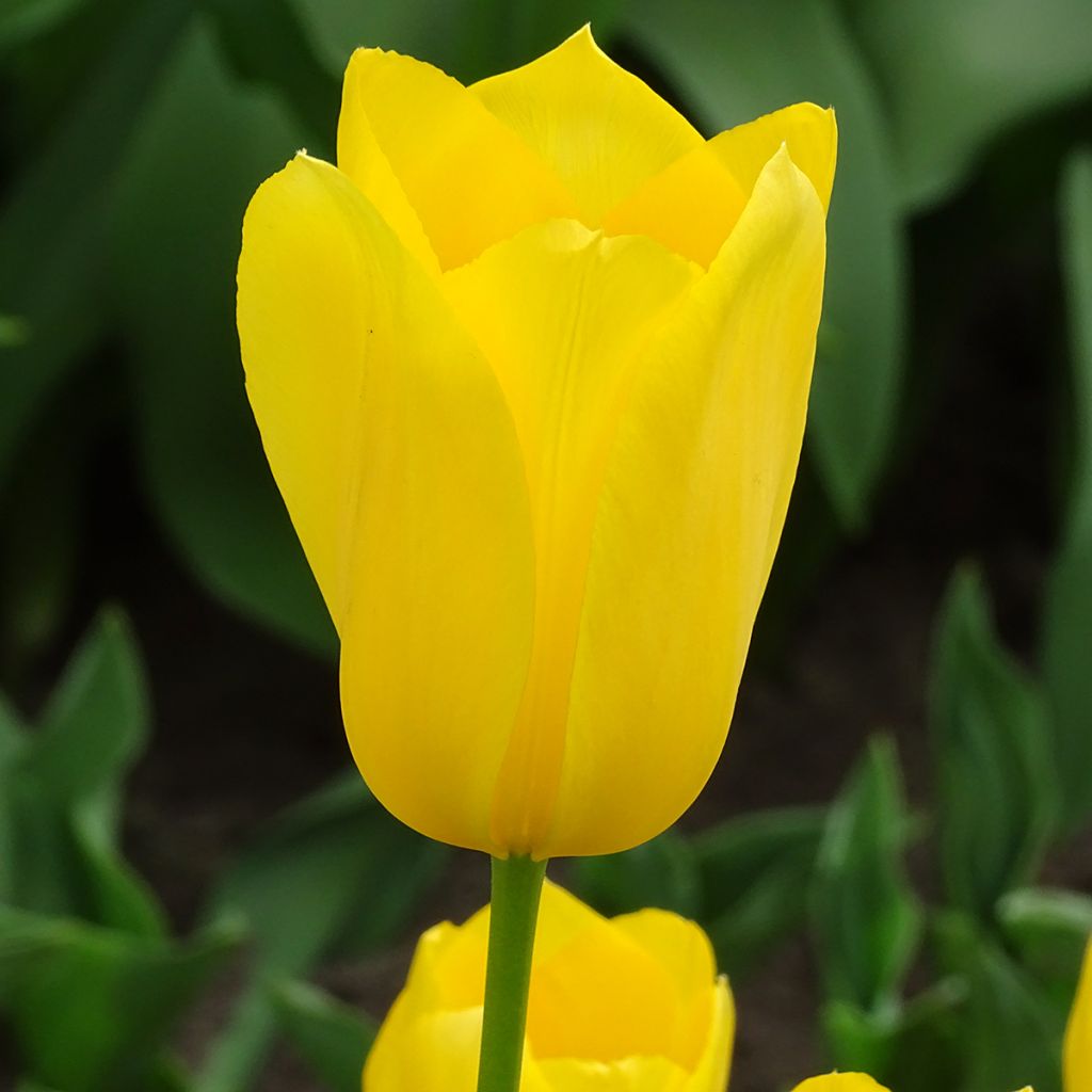 Tulipán simple de flor tardía Big Smile