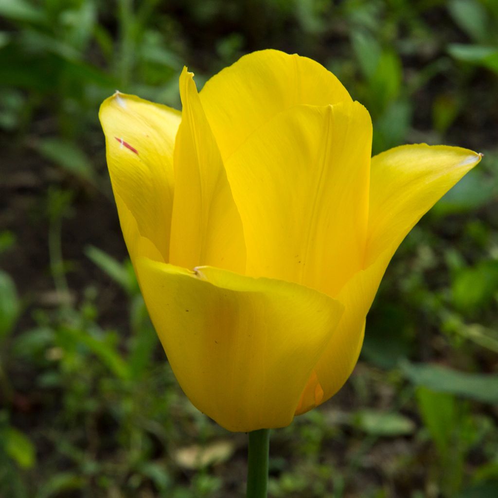 Tulipán simple de flor tardía Big Smile