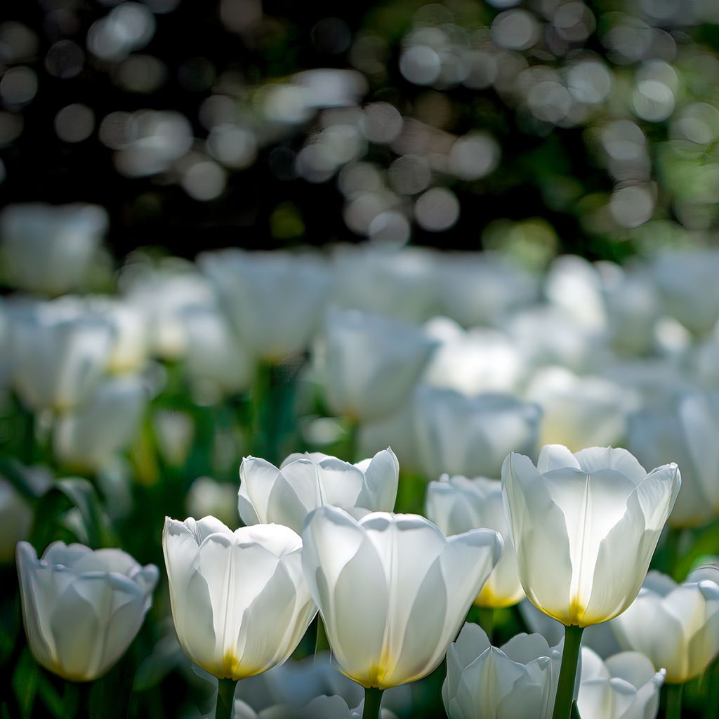 Tulipán simple de flor tardía Catherina