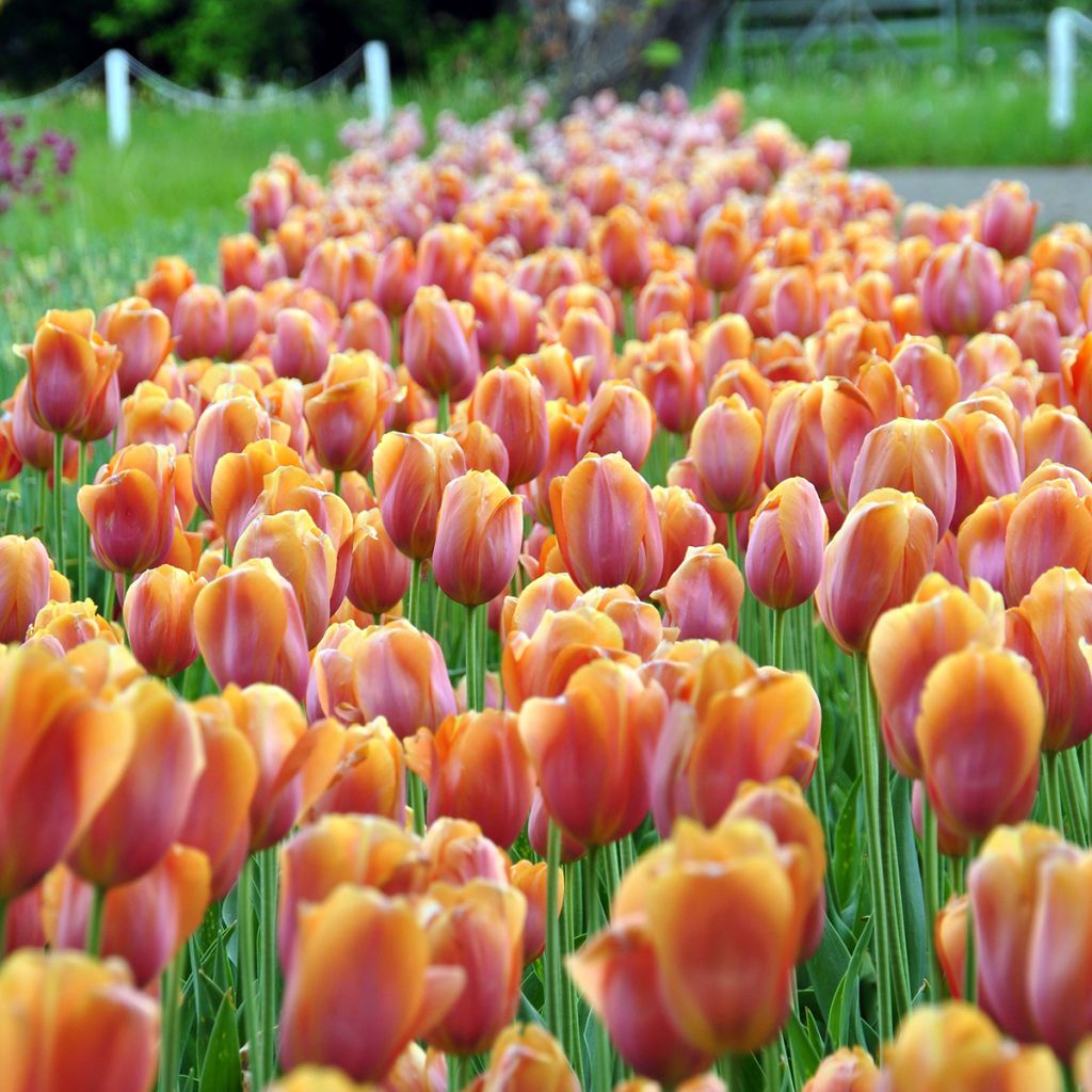 Tulipán simple de flor tardía Dordogne