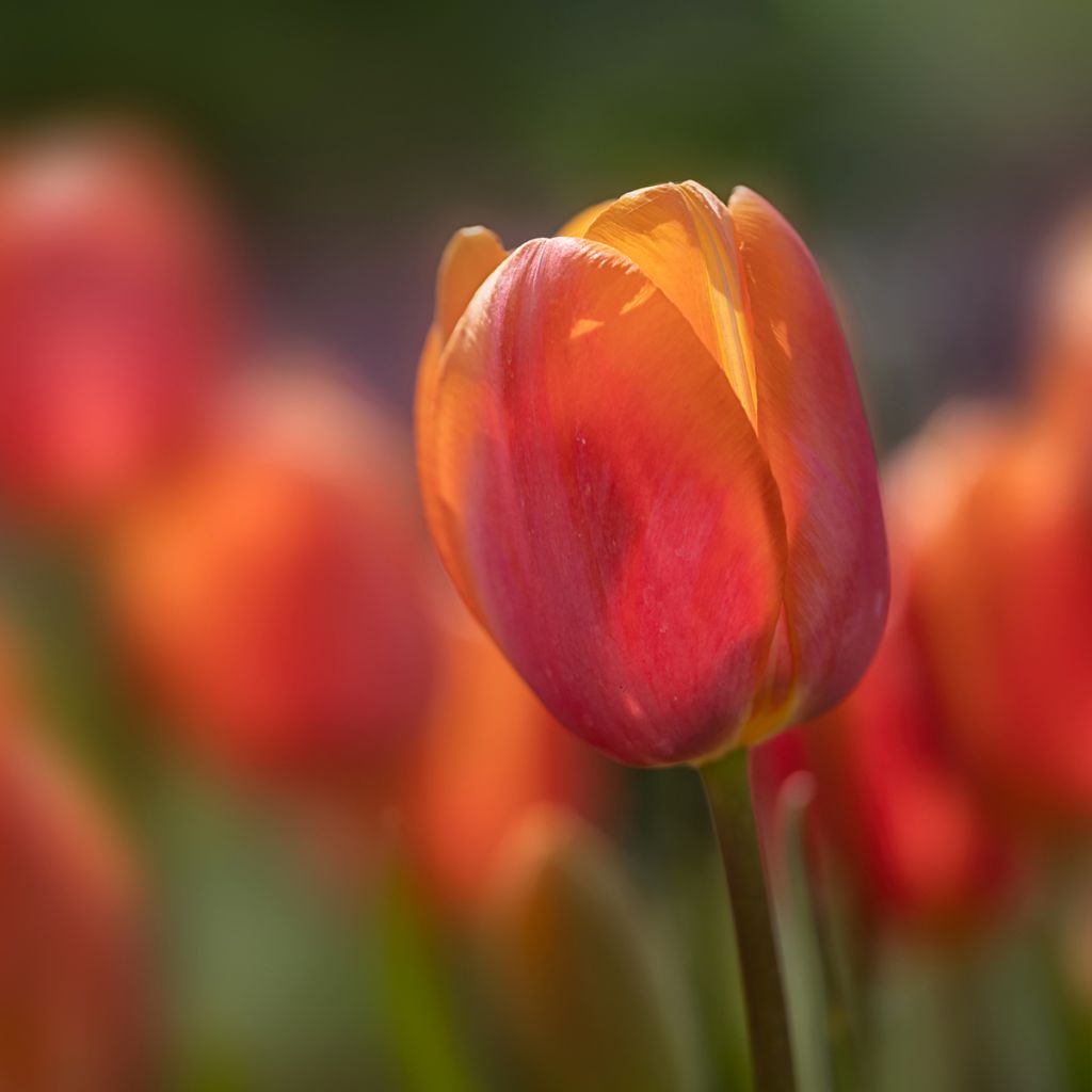 Tulipán simple de flor tardía Dordogne