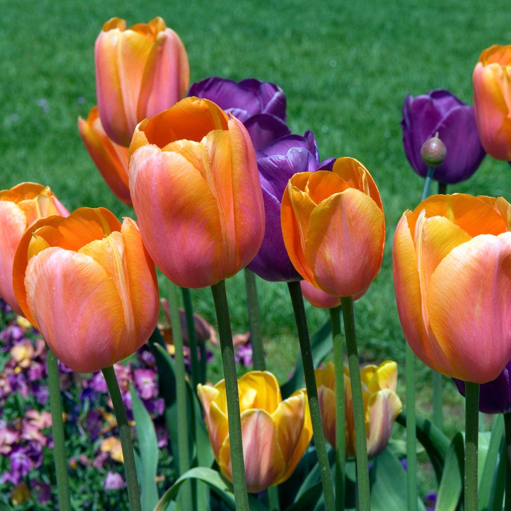 Tulipán simple de flor tardía Dordogne