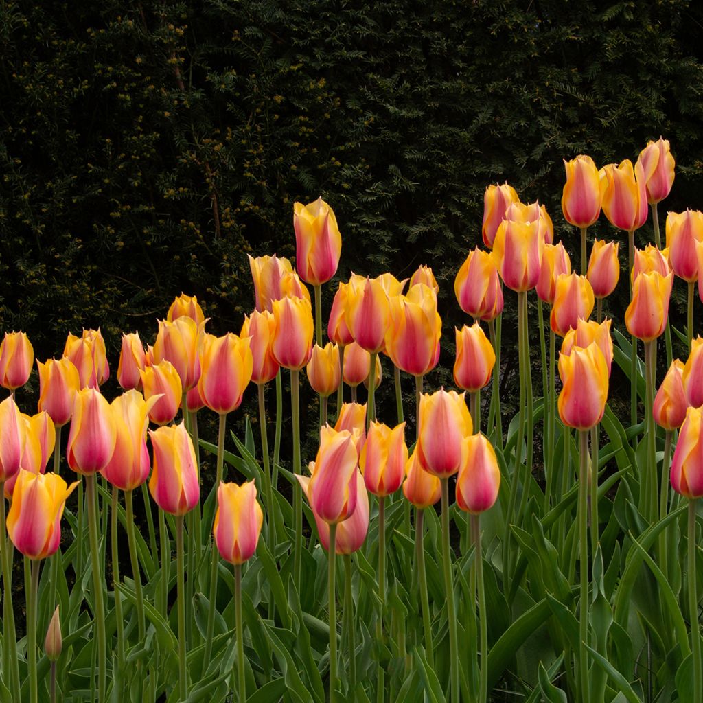 Tulipán simple de flor tardía Dordogne