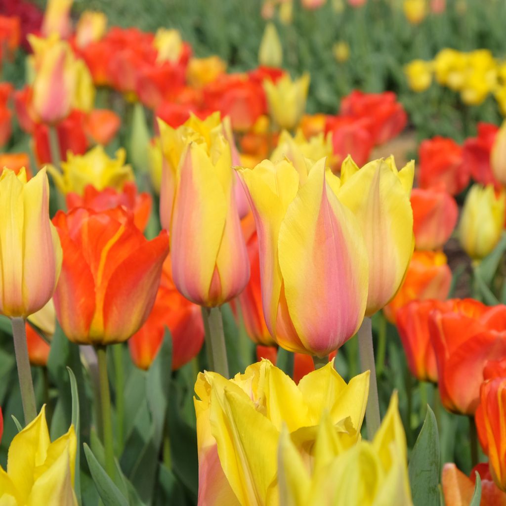 Tulipán simple de flor tardía El Niño