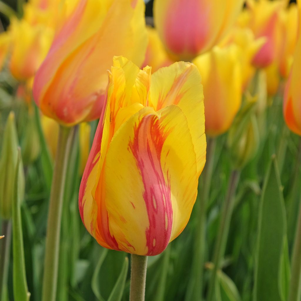 Tulipán simple de flor tardía El Niño