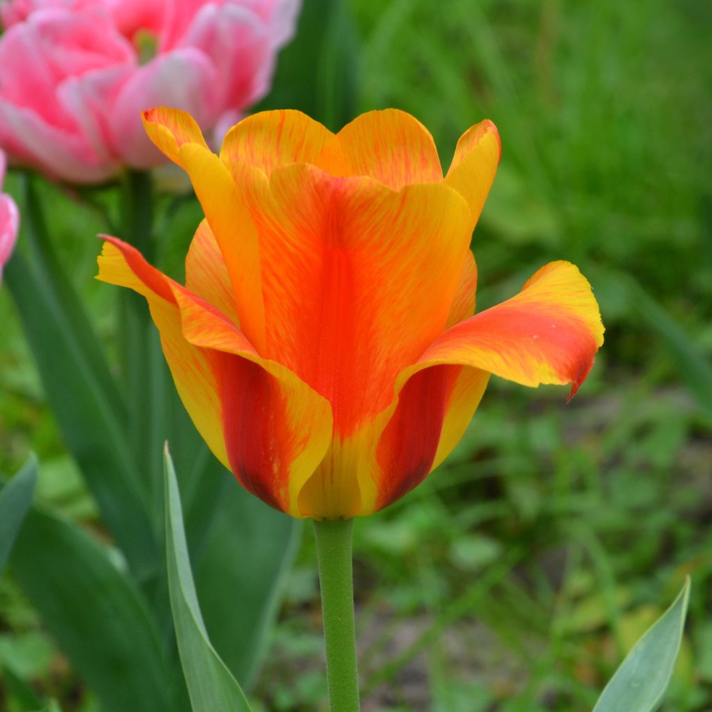 Tulipán simple de flor tardía El Niño