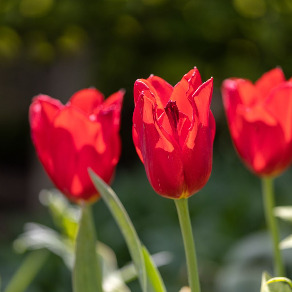 Tulipán simple de flor tardía Kingsblood