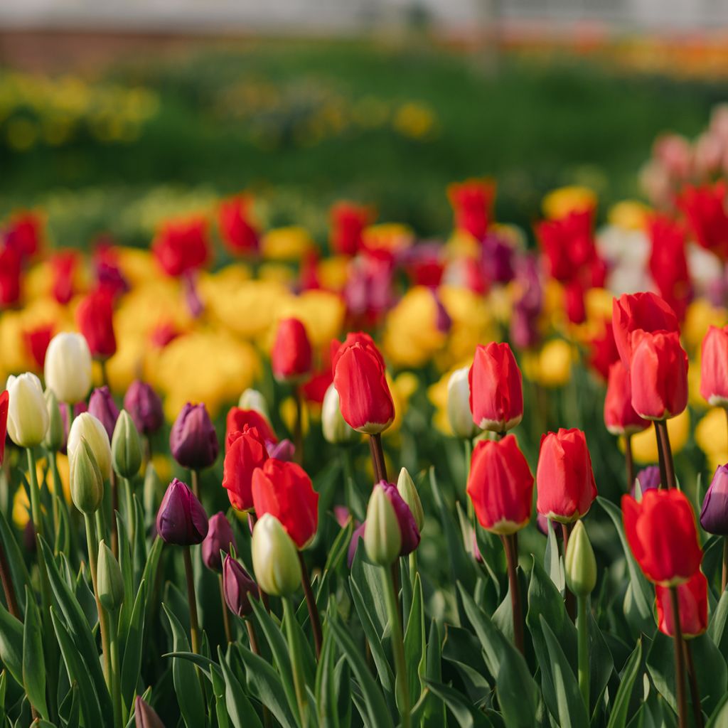 Tulipán simple de flor tardía Kingsblood