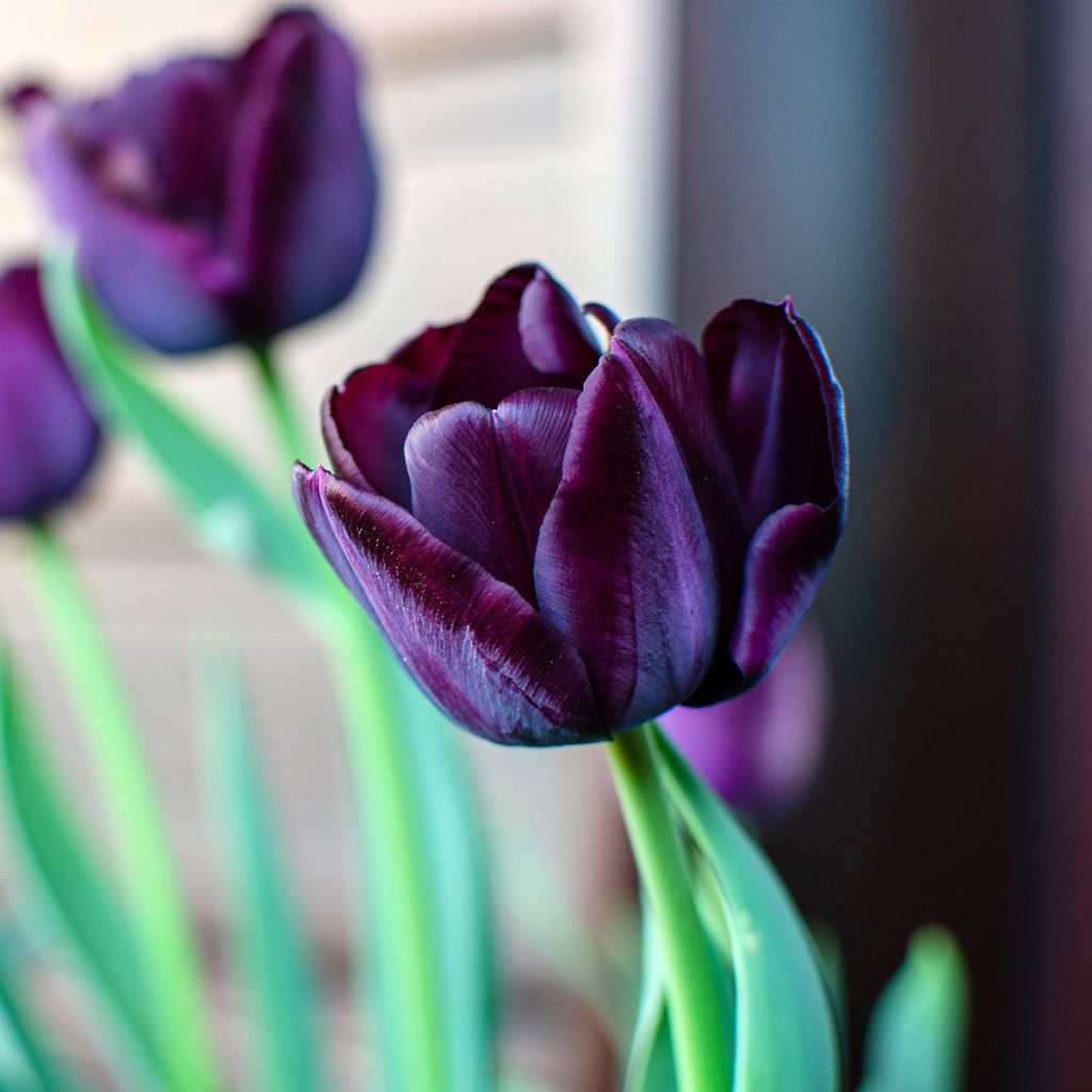 Tulipán simple de flor tardía Reine de la Nuit