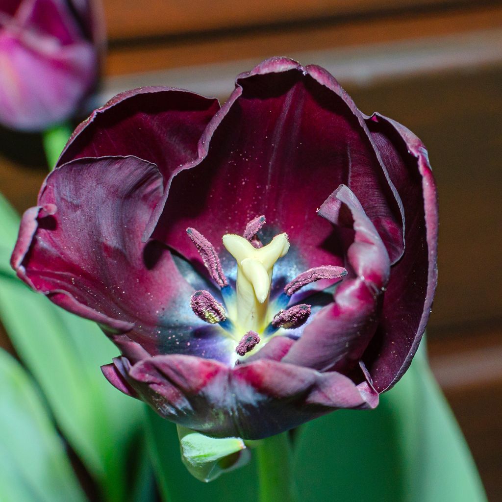 Tulipán simple de flor tardía Reine de la Nuit