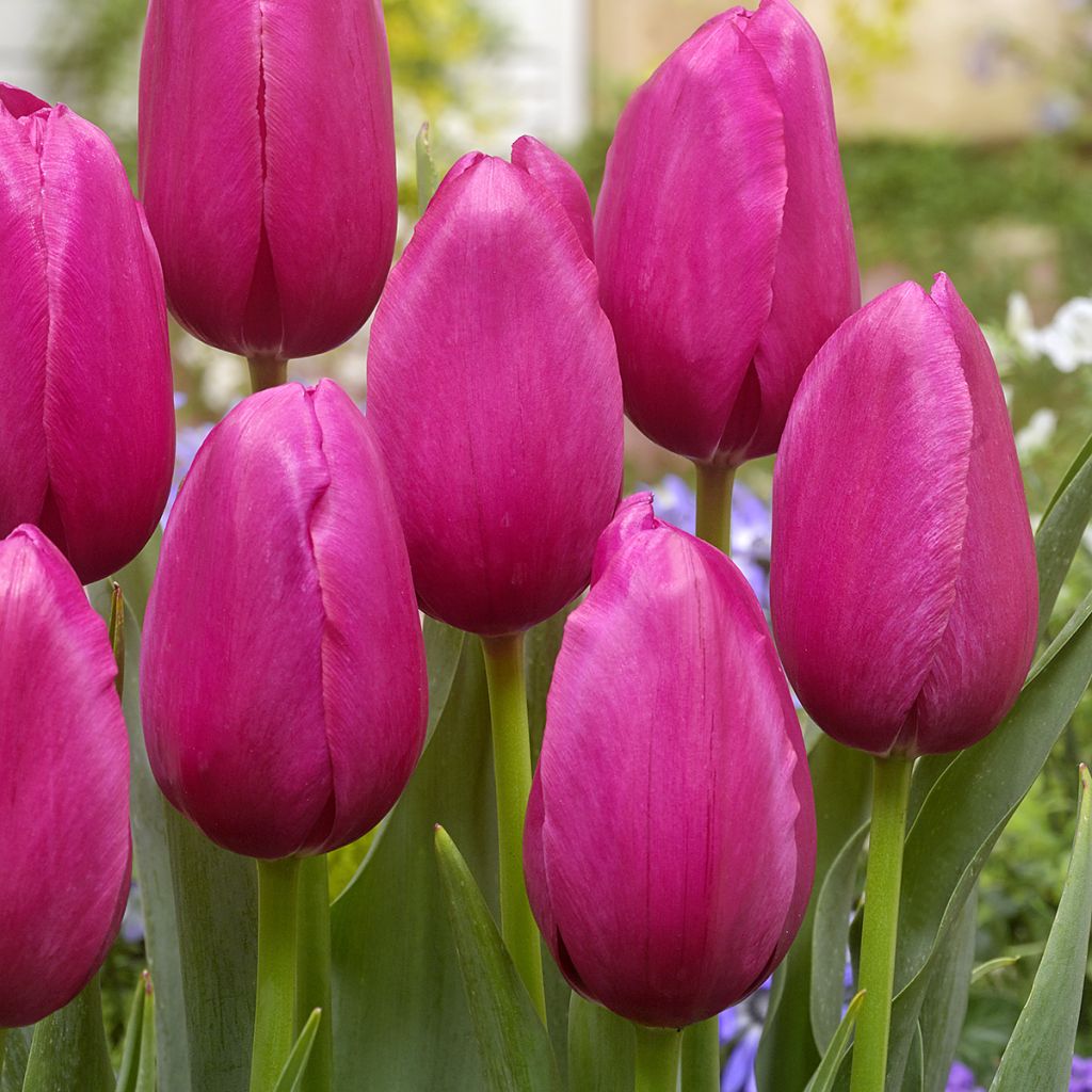 Tulipán simple de flor tardía Yosemite